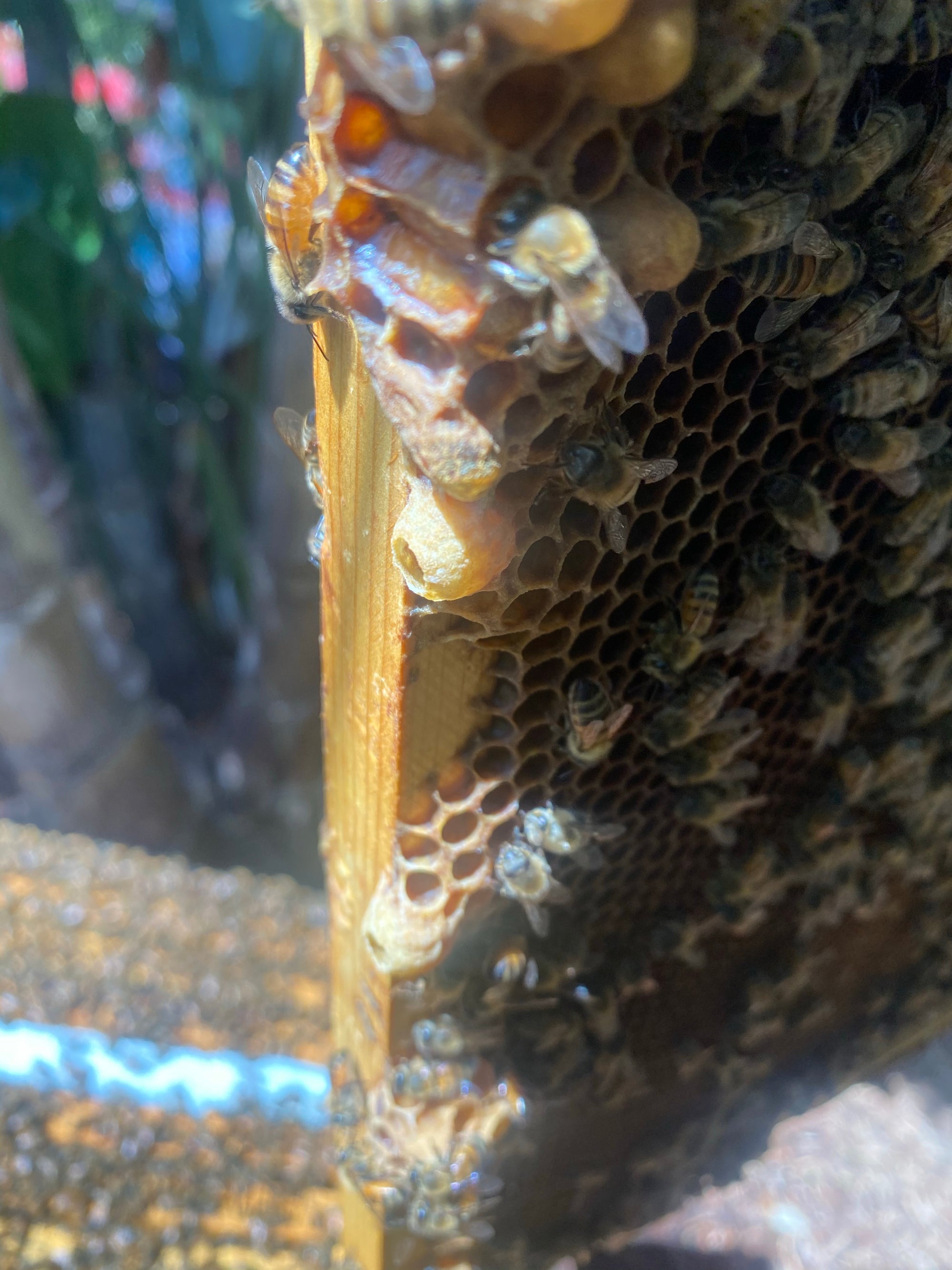 Hive Check