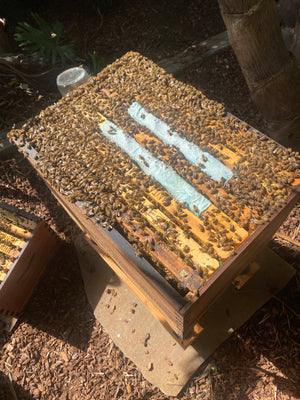 Hive Check